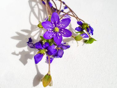 Bahar çiçekleri grubu Anemone hepatikası beyaz arka planda karaciğer otu. Güzel menekşe, saplı ve beyaz yapraklı izole çiçekler. Güzel ve narin arka plan