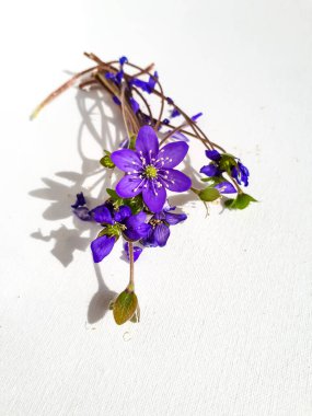 Bahar çiçekleri grubu Anemone hepatikası beyaz arka planda karaciğer otu. Güzel menekşe, saplı ve beyaz yapraklı izole çiçekler. Güzel ve narin arka plan