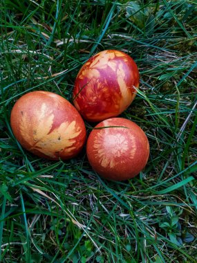 Yumurtaları renklendirmenin geleneksel yolu. Doğal bitkilerle süslenmiş Paskalya yumurtaları ve çiçek çiçekleri ve yeşil çimenlerde kaynatılmış soğan kabukları. Kahverengi yumurtaların üzerindeki bitkilerin deseni
