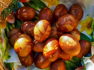Doğal bitkilerle süslenmiş Paskalya yumurtaları ve çiçek çiçekleri ve güneş ışığında dokuma sepetinde kaynatılmış soğan kabukları. Kahverengi yumurtaların üzerinde bitki deseni oluşturmanın geleneksel yolu