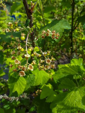 Bahçedeki çiçeklerin tozlaşmasından sonra olgunlaşmamış frenk üzümü (böğürtlen) kümesinin yakın plan çekimi.