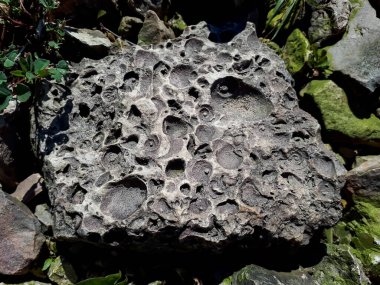 Saulkalne shelly dolomite kayaları açıkça görülebilen fosillere (Platyschisma kircholmiensis) sahiptir.