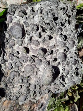 Saulkalne shelly dolomite kayaları açıkça görülebilen fosillere (Platyschisma kircholmiensis) sahiptir.