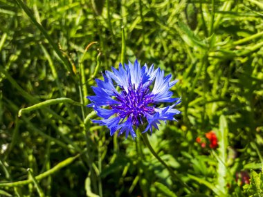 Narin yaz çiçeğinin makro çekimi yeşil tarla arka planına sahip mavi çiçek