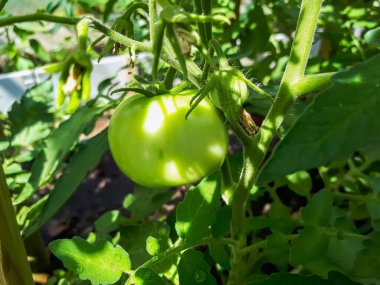 Domates bitkisinin üzerinde yetişen organik olgunlaşmamış domatesin parlak güneş ışığında seradaki yakın çekimi.