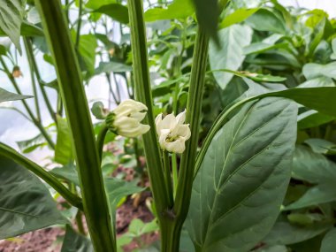 Parlak gün ışığında meyve vermeye başlamadan önce biber bitkisinin beyaz çiçeğinin yakın plan çekimi.