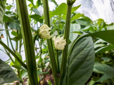 Parlak gün ışığında meyve vermeye başlamadan önce biber bitkisinin beyaz çiçeğinin yakın plan çekimi.