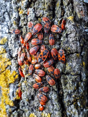 Kırmızı ve siyah kundakçıların (yetişkinler ve periler) yakın çekim görüntüleri (Pyrrhocoris apterus) ağaç kabuğunda toplanma oluşturur