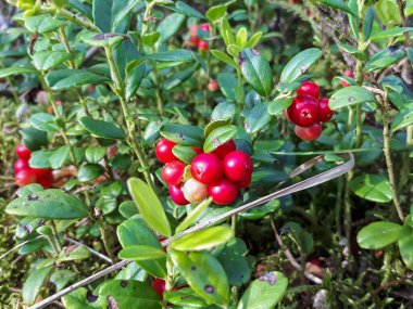 Mükemmel olgunlaşmış, kırmızı yaban mersinli çalıların üzerinde (Aşı vitis-idaea) çalıların arasında ve parlak güneş ışığıyla yapraklar üzerinde