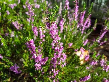 Yaygın pembe kenevir (Calluna vulgaris). Heathland 'de gün ışığında yemyeşil bir çalı
