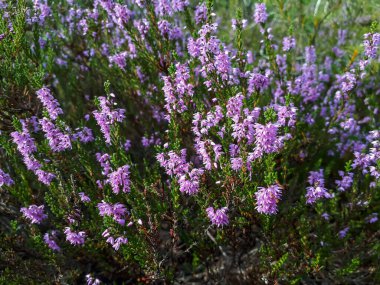 Pembe kenevir (Calluna vulgaris). Heathland 'de yemyeşil bir çalı