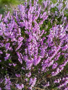 Pembe kenevir (Calluna vulgaris). Heathland 'de yemyeşil bir çalı