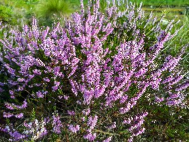 Pembe kenevir (Calluna vulgaris). Heathland 'de yemyeşil bir çalı