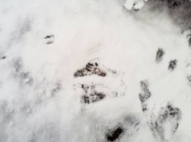 Kar ve Avrasya Kızıl Sincabı (Sciurus vulgaris) ile kaplı zemin kışın karda dört ayak izi