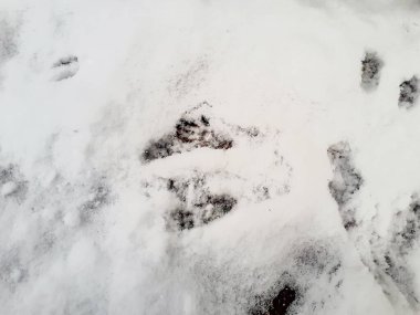 Kar ve Avrasya Kızıl Sincabı (Sciurus vulgaris) ile kaplı zemin kışın karda dört ayak izi