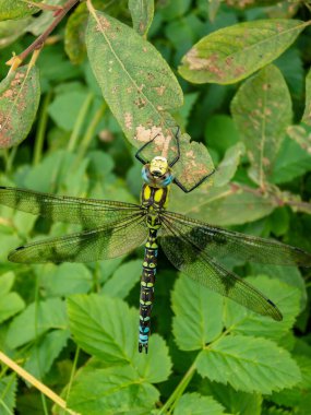Yusufçuğun yakından görüntüsü - güney atmacası veya mavi atmaca (Aeshna siyanea) yeşil bitkilerle kaplı yaprağın üzerinde otururken