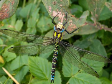 Yusufçuğun yakından görüntüsü - güney atmacası veya mavi atmaca (Aeshna siyanea) yeşil bitkilerle kaplı yaprağın üzerinde otururken
