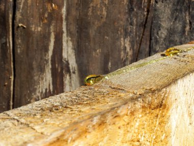 Narin altın ağaç reçinesinde parlak ışık yansıması kahverengi ağaç gövdesi olan kereste odununa düşer. Tahta makro atış..