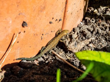 Göze çarpan kertenkele ya da Zootoca vivipara) duvarın yakınındaki güneş altında güneşlenen sıradan kertenkele. Kahverengi kertenkeleyi yakından çek.
