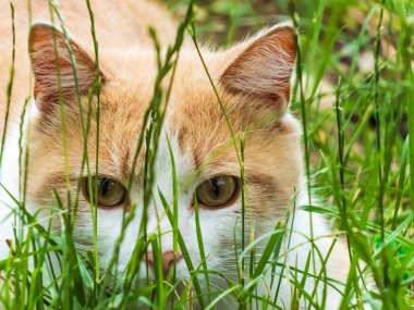 Güzel beyaz ve çizgili kedi çimenlerde saklanıp avlanıyor. Kedi portresi ve özenli bakışlar Yazın yeşil çimlerin arkasında