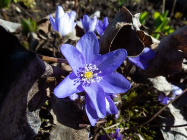 Baharın ilk kır çiçekleri Anemone hepatikası kahverengi yapraklı karaciğer otu, güzel bir arka plan.