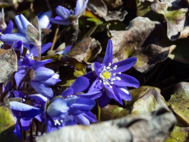 Baharın ilk kır çiçekleri Anemone hepatikası kahverengi yapraklı karaciğer otu, güzel bir arka plan.