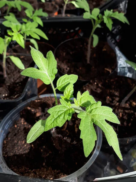 Tomatenpflanzensämlinge Wachsen Töpfen Auf Der Fensterbank Gemüsesetzlinge Töpfen Innenbereich Gartenkonzept — Stockfoto