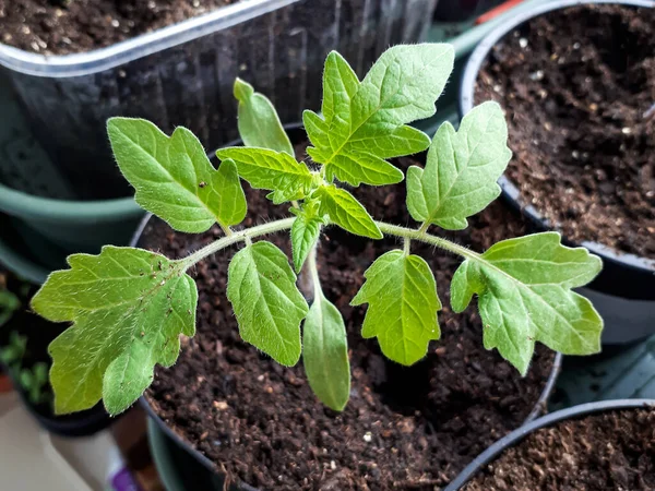 Pencere kenarında saksıda yetişen domates filizinden makro shot. Saksıda sebze tohumu. Kapalı alanda bahçe işleri kavramı