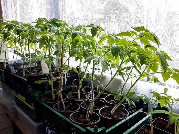 Tomatenpflanzensämlinge Wachsen Töpfen Auf Der Fensterbank Gemüsesetzlinge Töpfen Innenbereich Gartenkonzept — Stockfoto