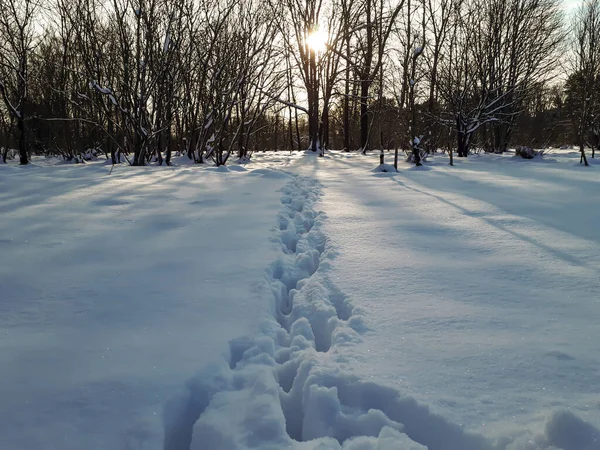 Kışın derin kar altında kalan bir grup yumurta geyiğinin ayak izlerini kapatın.