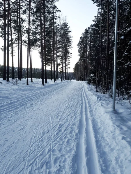 A cross-country ski track forms direct trail that disappears into the distance in the forest. The parallel lines of the groomed path, deeply indented ski tracks on a beautiful winter day