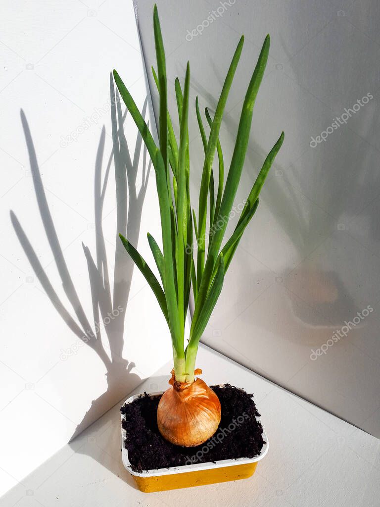 Home-grown Onion with chives growing in a reused plastic cup at home on window sil. Zero waste and Indoor gardening concept
