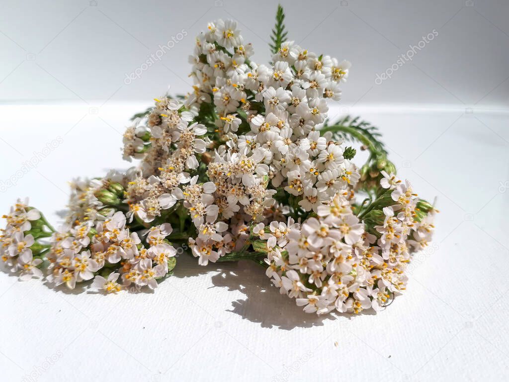 White yarrow flowers (achillea millefolium) on white background in sunlight. Fowers collected for tea used in traditional medicine. White and isolated background.