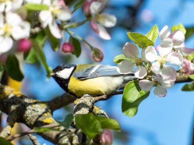 Closeup of Great tit (Parus major) looking up and sitting on the branch in an apple tree blooming with white and pink flowers in the spring and blue sky. Spring expressions of white and pink flower buds. Side view