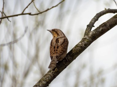Avrasyalı boğucu (Jynx torquilla) bir ağaç dalında oturuyor ve yan tarafa bakıyor.
