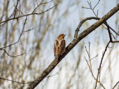 Ağaç dalında oturan Avrasyalı boğaz (Jynx torquilla).