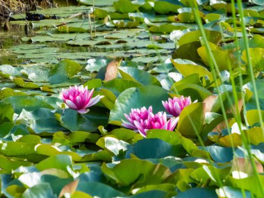 Sudaki yeşil yapraklar arasında açan parlak pembe ve beyaz nilüfer çiçekleri grubu. Güzel yeşil yapraklar ve beyaz çiçek arkaplanı