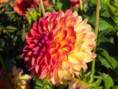 Yeşil bahçedeki tek sarı, kırmızı, turuncu ve pembe yıldız çiçeği. Sarmal ya da dairesel moda olarak sersemletici taç yaprak düzenleme deseni yakın çekim