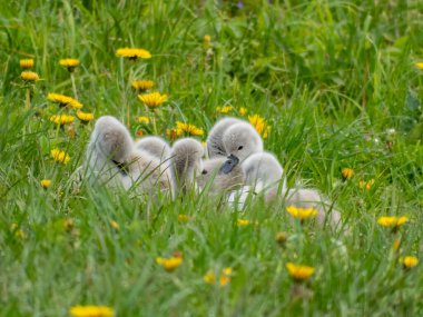 Güzel bir dilsiz kuğu cygnus olor (cygnus olor) çimenlerin üzerinde uyur. Güzel cygnet arkaplanı