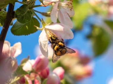 Bumblebee 'nin yakın çekimi, mavi arka planda pembe tomurcuklu ve beyaz çiçekli mevsimlik elma dalından polen topluyor. Mavi arka planda pembe tomurcuklar ve beyaz çiçekler. Mevsimlik bahar çiçekleri. Pembe ruh hali
