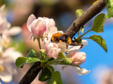 Bumblebee 'nin yakın çekimi, mavi arka planda pembe tomurcuklu ve beyaz çiçekli mevsimlik elma dalından polen topluyor. Mavi arka planda pembe tomurcuklar ve beyaz çiçekler. Mevsimlik bahar çiçekleri. Pembe ruh hali