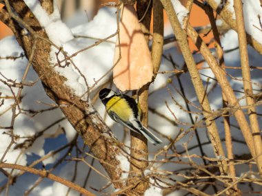 Great tit (Parus major) visiting old bird feeder  on a branch and eating a piece of lard on a sunny day. Snow background