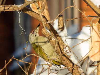 Gri başlı ağaçkakan (Picus canus) bir daldaki kuş yemliğini ziyaret eder.