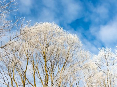 Ağaçların güzel manzarası sabahın erken saatlerinde donla kaplı soğuk karlı bir günde mavi ve gri gökyüzü arka planında