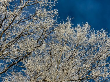Ağaçların güzel ve soyut manzarası sabahın erken saatlerinde donla kaplı soğuk karlı bir günde mavi gökyüzü arka planında