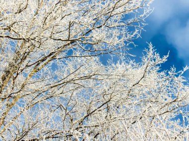 Ağaçların güzel ve soyut manzarası sabahın erken saatlerinde donla kaplı soğuk karlı bir günde mavi gökyüzü arka planında