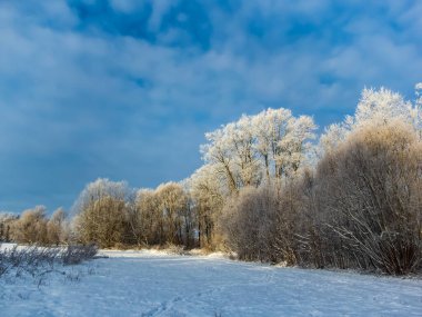 Ağaçların güzel manzarası sabahın erken saatlerinde donla kaplı soğuk karlı bir günde mavi ve gri gökyüzü arka planında