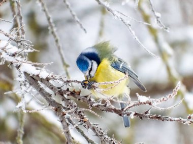 The Eurasian blue tit (Cyanistes caeruleus) sitting on a snowy branch and eating a seed. Wind blowing the feather. White winter