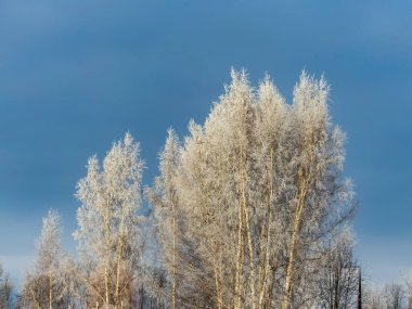 Ağaçların güzel manzarası sabahın erken saatlerinde donla kaplı soğuk karlı bir günde mavi ve gri gökyüzü arka planında