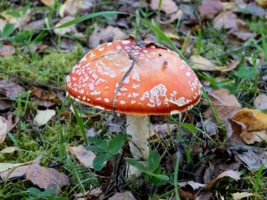 Kırmızı zehirli, zehirli ve halüsinojen mantar Fly Agaric (Amanita Muscaria) sonbahar ormanı arka planında çimlerde ve yosunlarda. Böcek sineklerin üzerinde oturuyor. Makro, doğal çevreye yaklaş. İlham verici doğal sonbahar manzarası